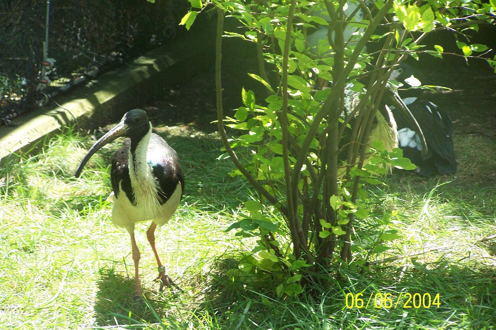 Straw-necked Ibis ~ Asia Quest
