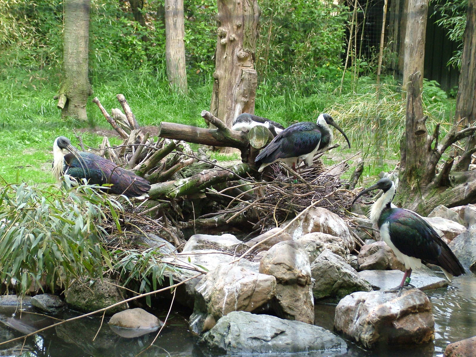 Straw-necked Ibis at Overloon 14/05/09