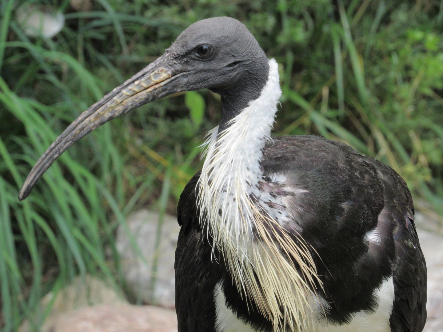 Straw-necked Ibis, Australian Adventure