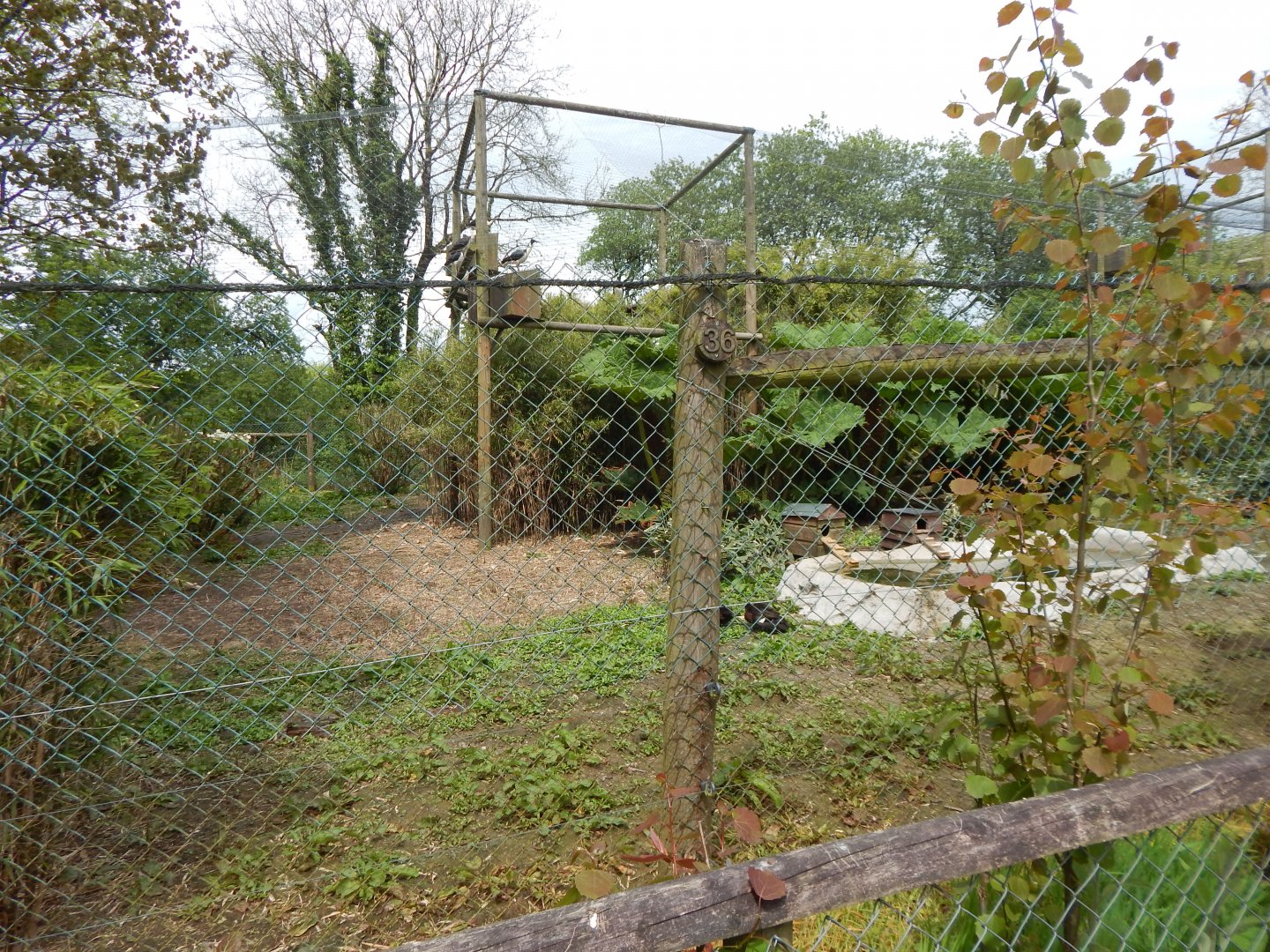 Straw-necked ibis aviary 150522