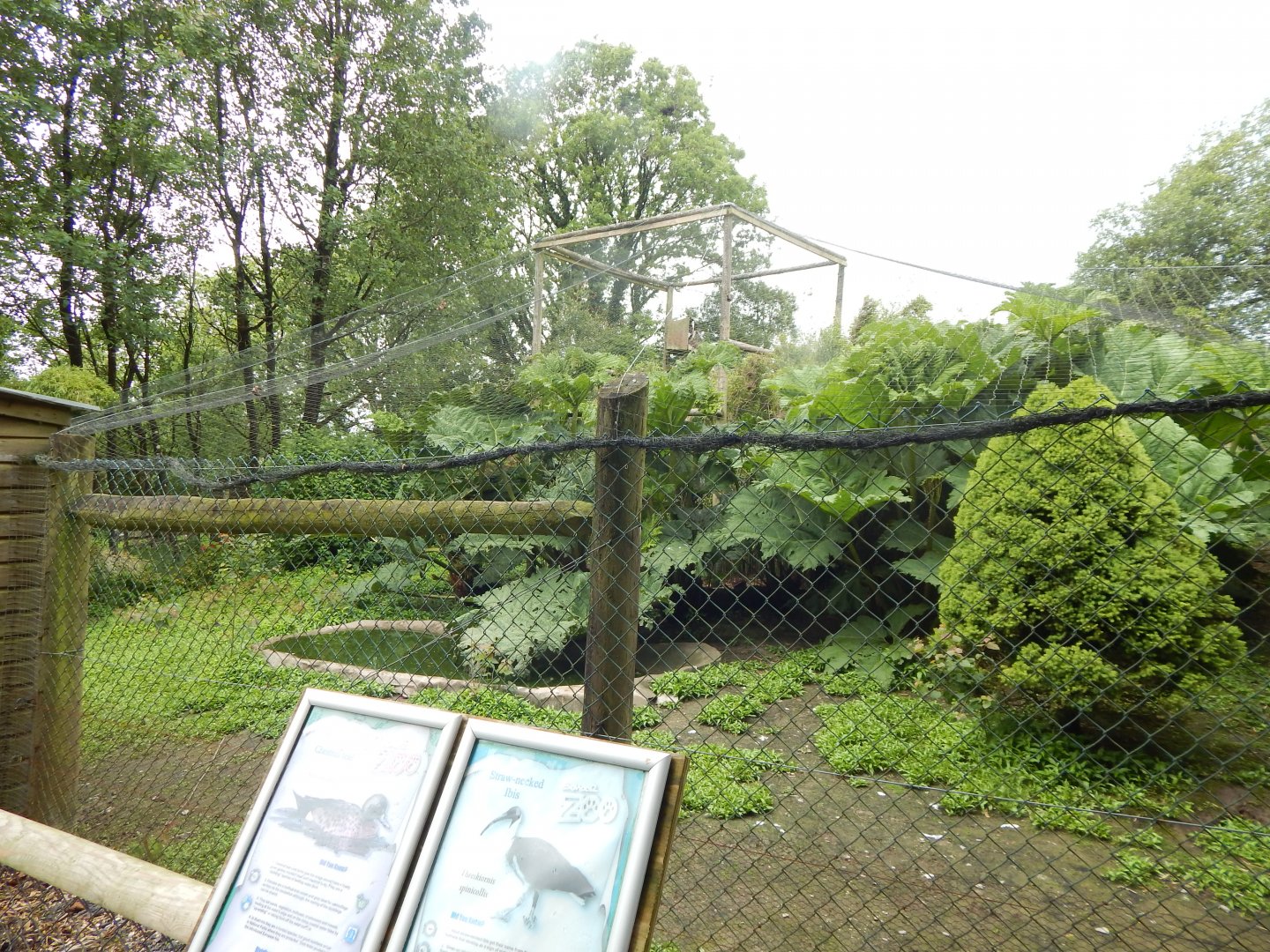 Straw-necked ibis/Chestnut teal/Nene aviary 050625