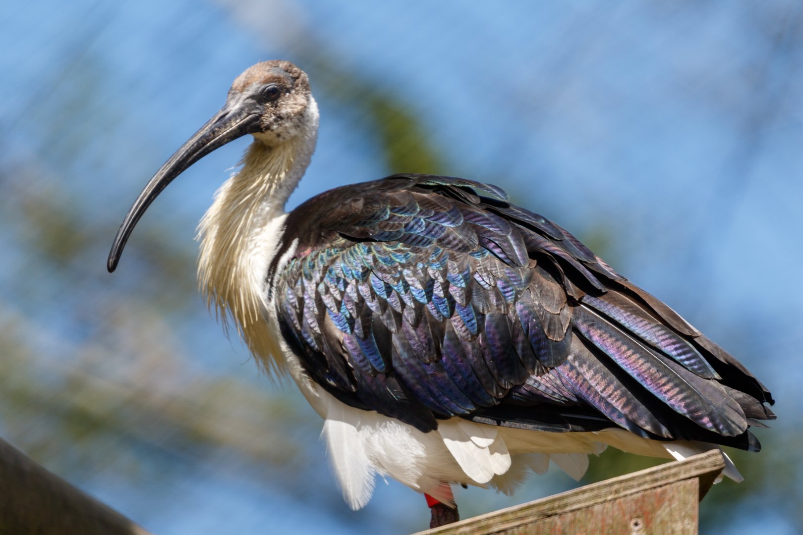 Straw-necked Ibis / Exmoor Zoo / 19-5-21