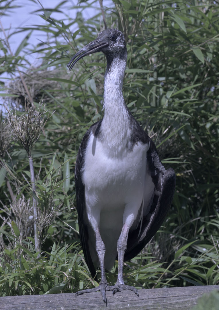 Straw-necked ibis fledgeling