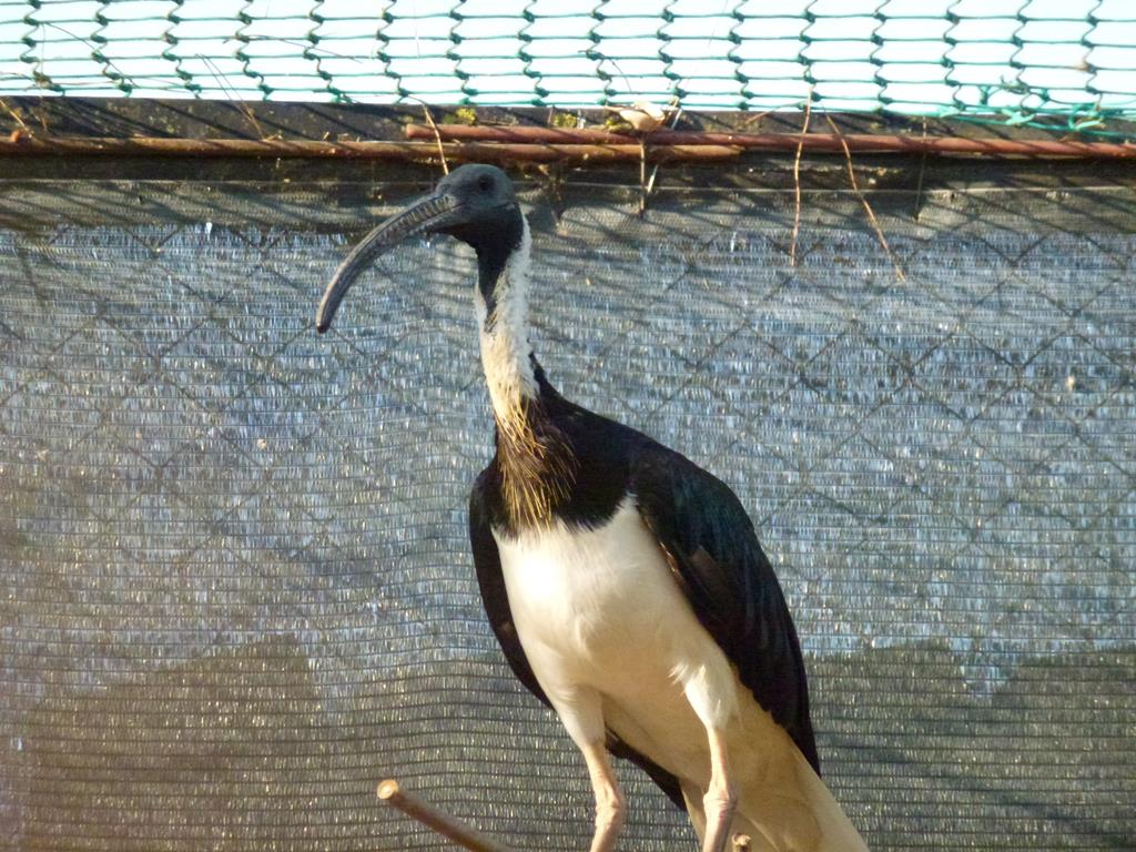 Straw-necked ibis, July 2013.