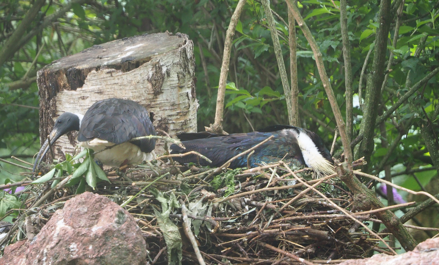 Straw-necked ibis nests, 2020-07-14