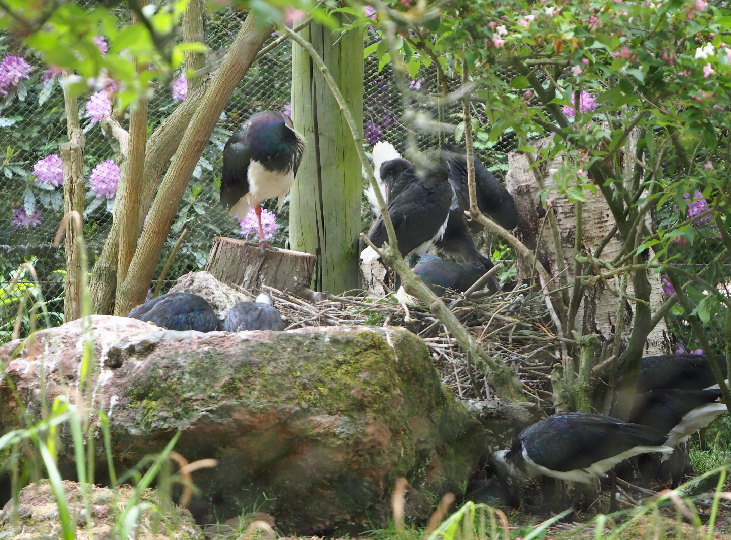Straw-necked ibis nests (Threskiornis spinicollis), 2020-05-23