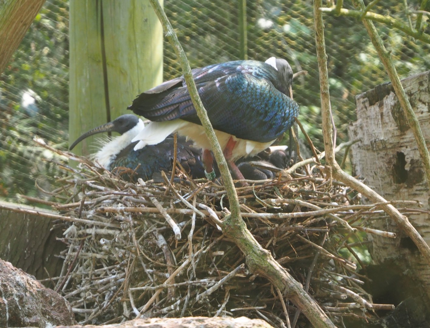 Straw-necked ibis on nests (Threskiornis spinicollis), 2021-04-20