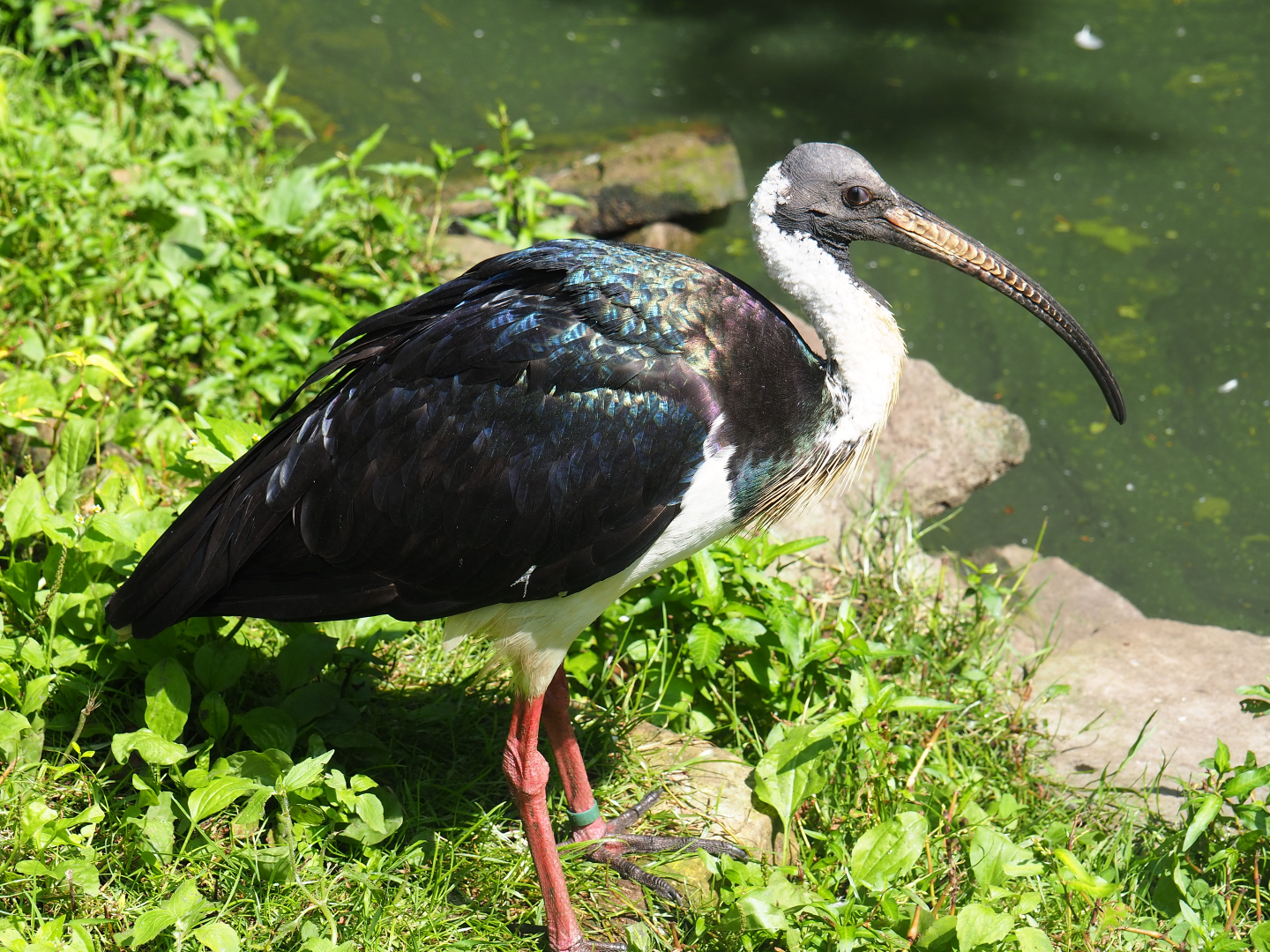Straw-necked ibis (Threskiornis spinicollis), 2019-08-04