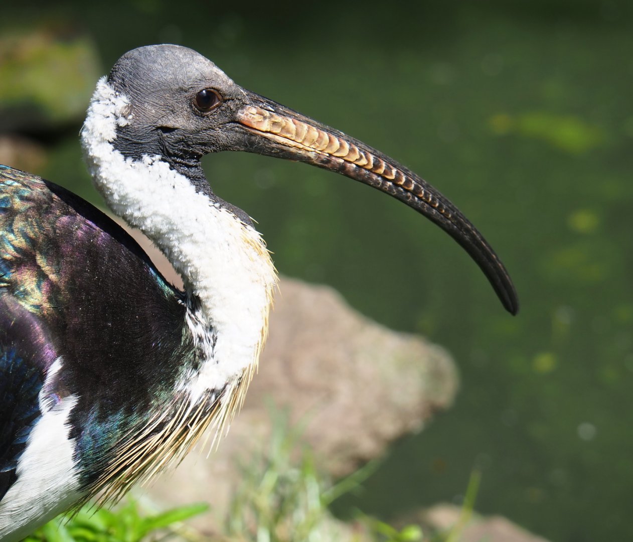 Straw-necked ibis (Threskiornis spinicollis), 2019-08-04