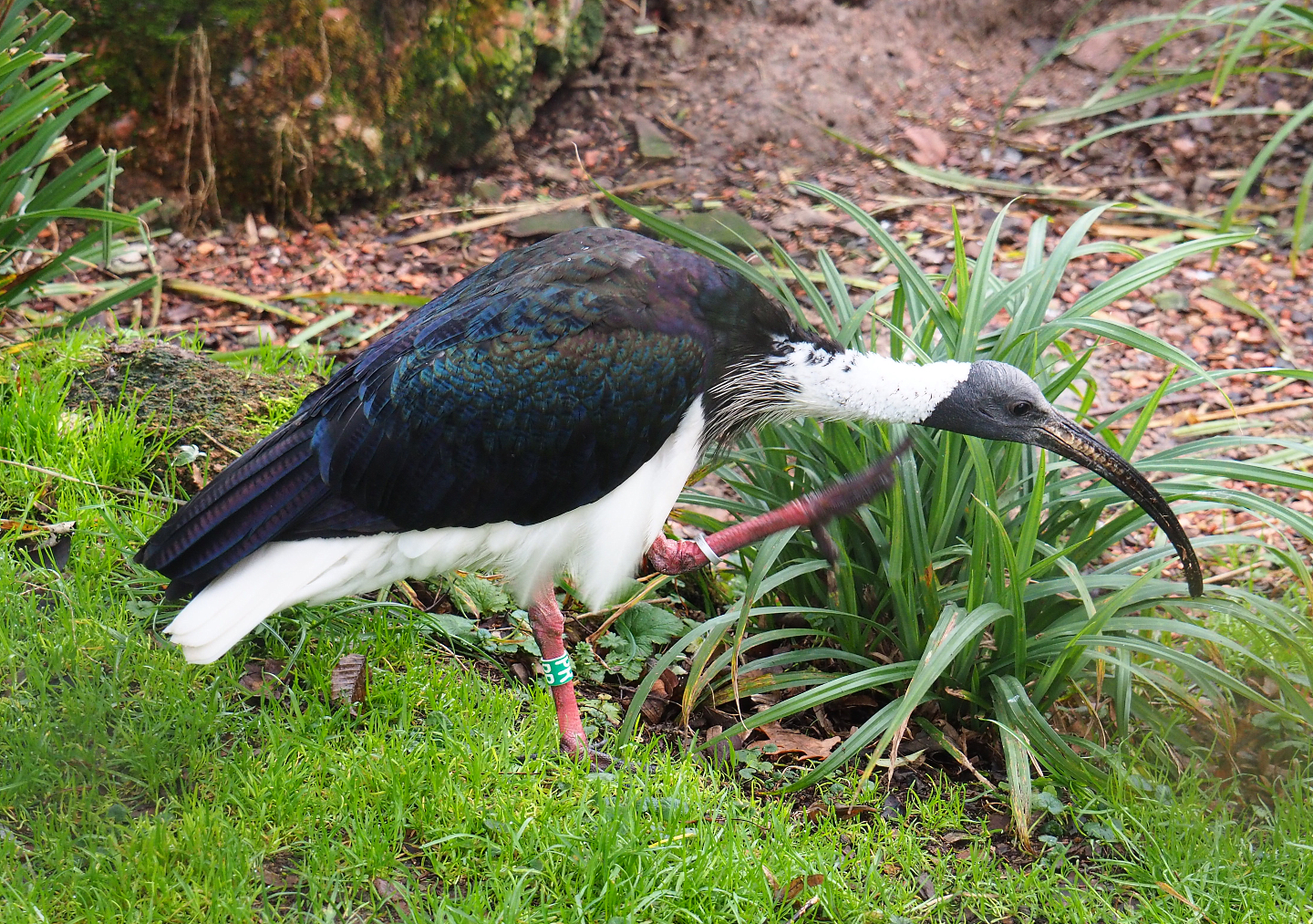 Straw-necked ibis (Threskiornis spinicollis), 2020-01-11