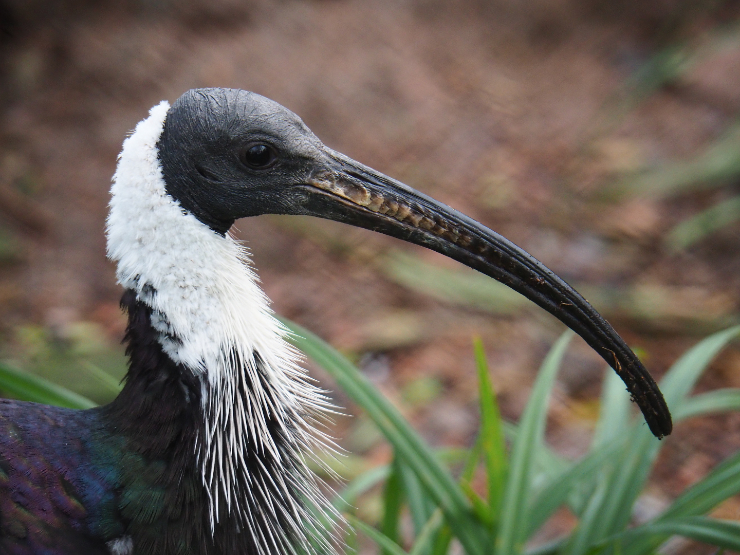 Straw-necked ibis (Threskiornis spinicollis), 2020-01-11
