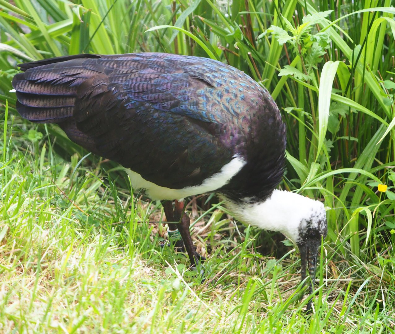 Straw-necked ibis (Threskiornis spinicollis), 2020-05-23