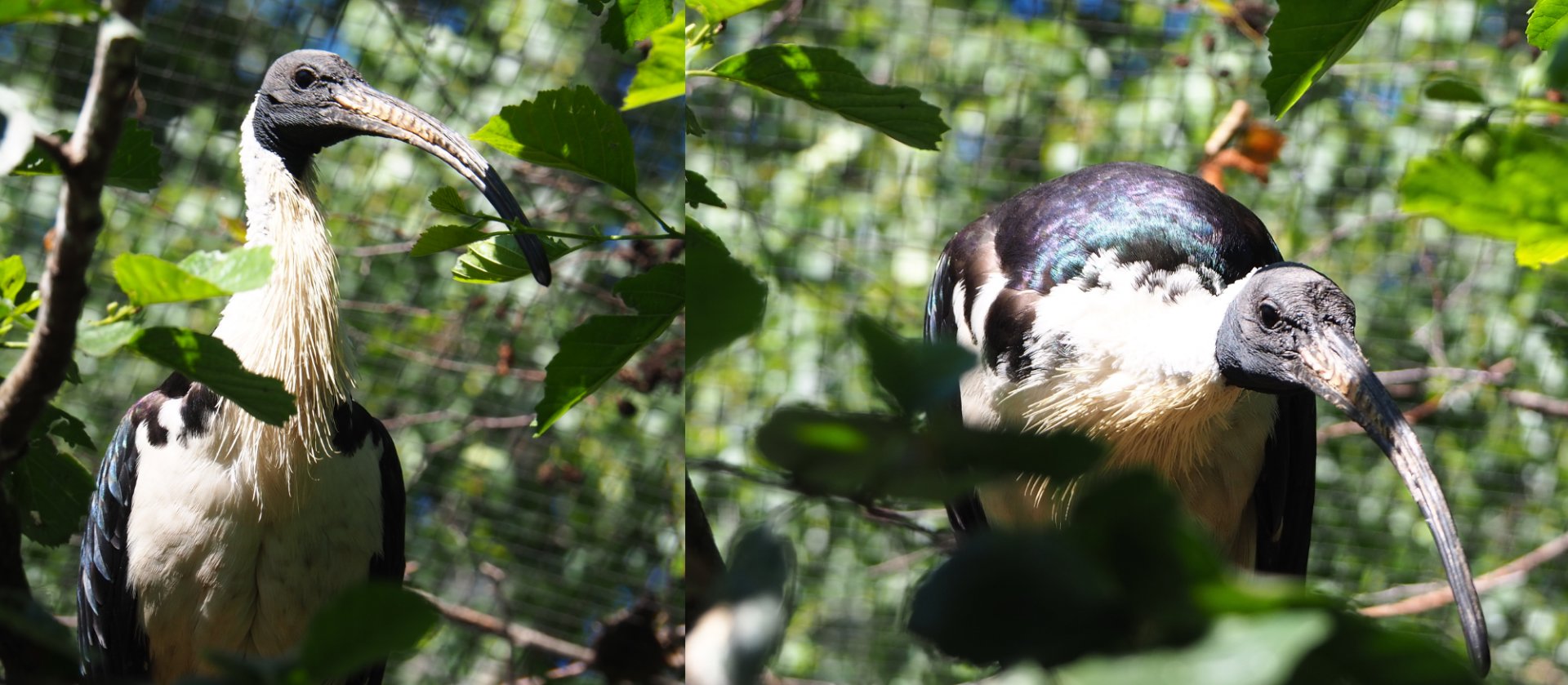 Straw-necked ibis (Threskiornis spinicollis), 2020-06-20