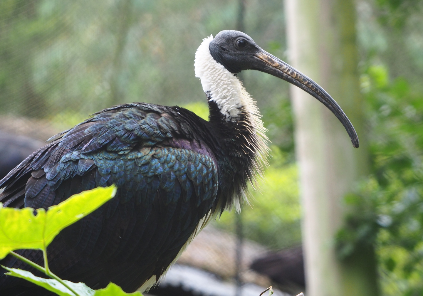 Straw-necked ibis (Threskiornis spinicollis), 2020-07-14