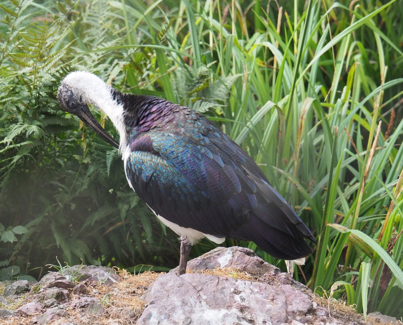 Straw-necked ibis (Threskiornis spinicollis), 2020-08-15
