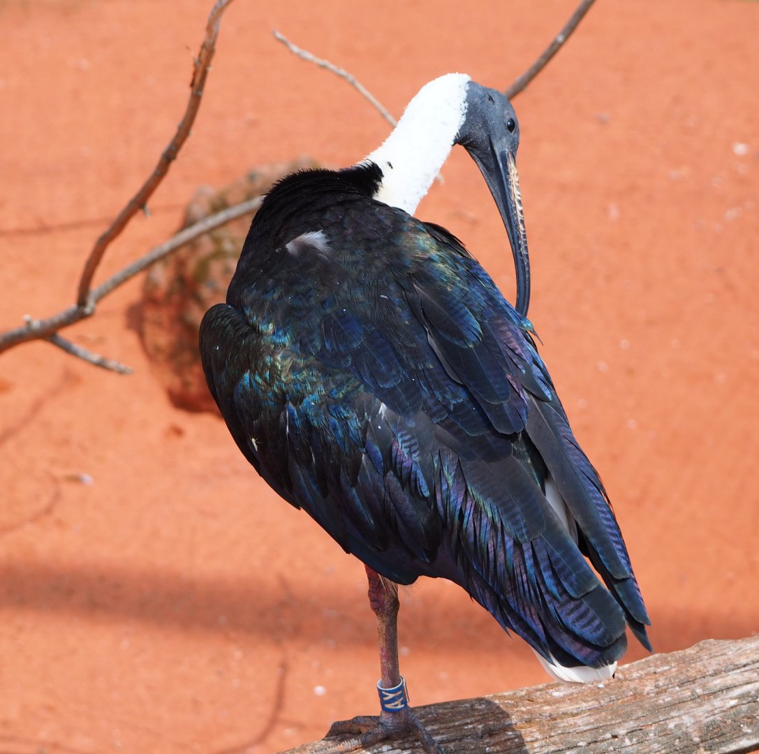 Straw-necked ibis (Threskiornis spinicollis), 2020-09-02