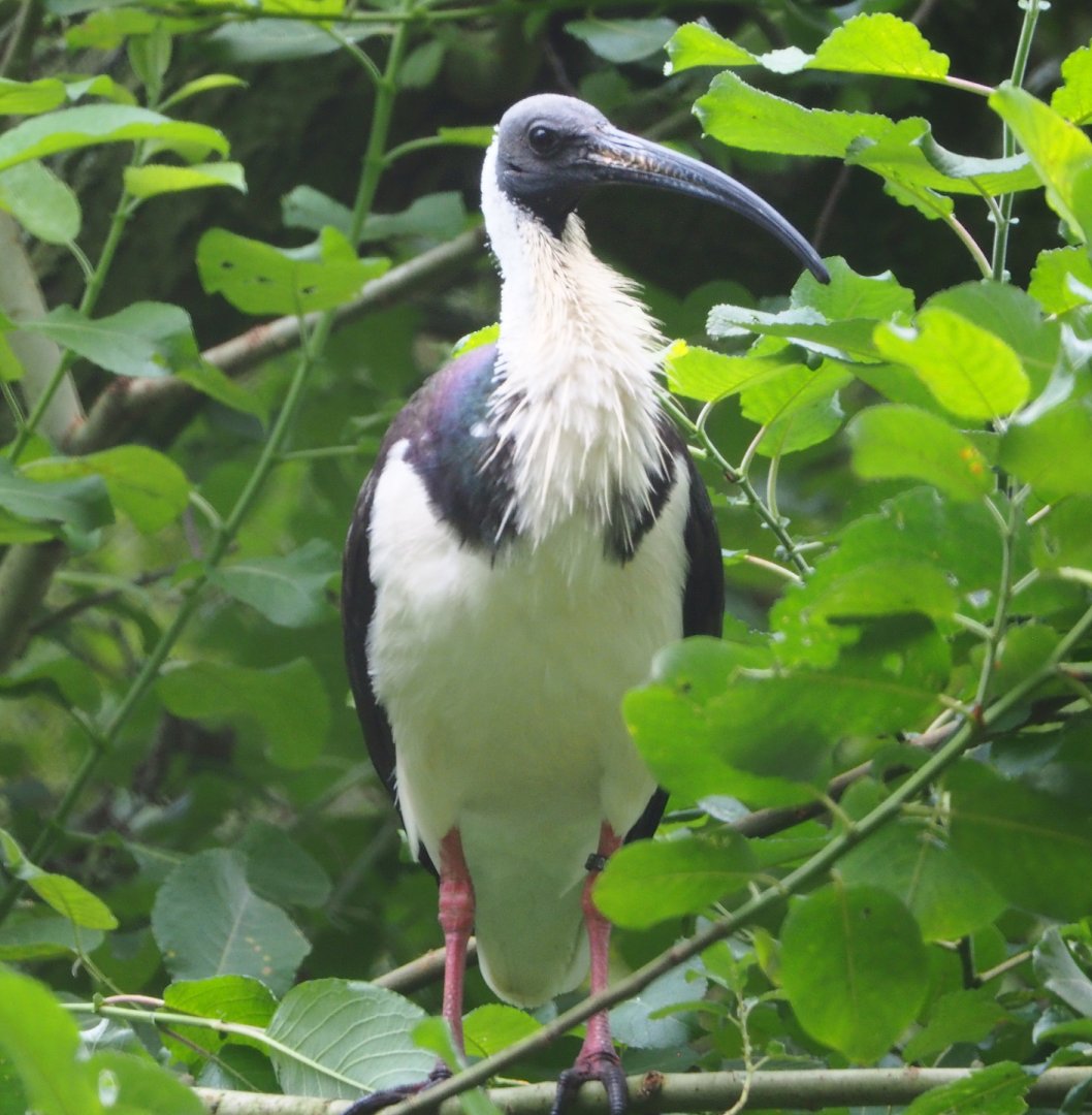 Straw-necked ibis (Threskiornis spinicollis), 2021-07-03