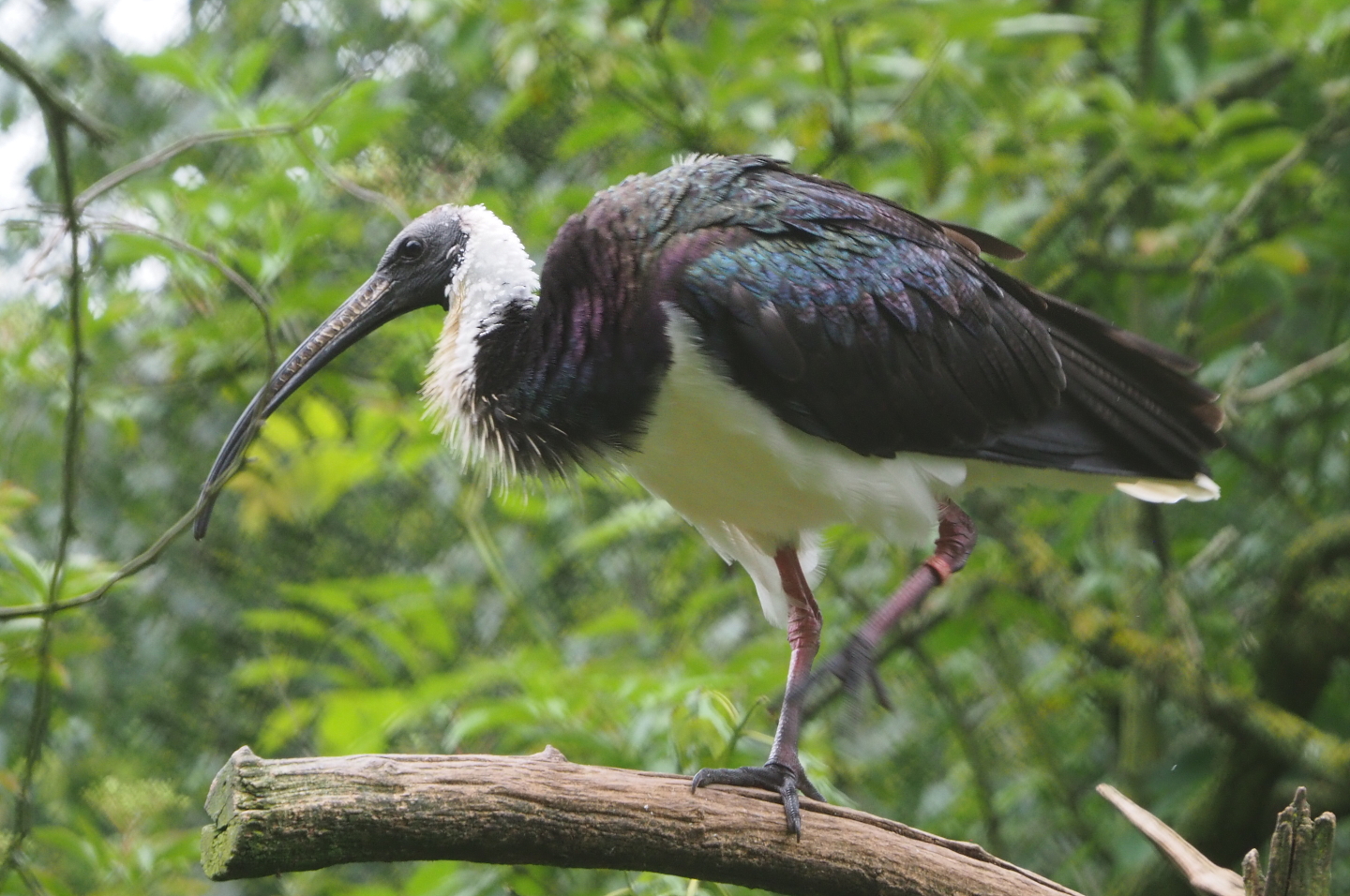 Straw-necked ibis (Threskiornis spinicollis), 2021-07-03
