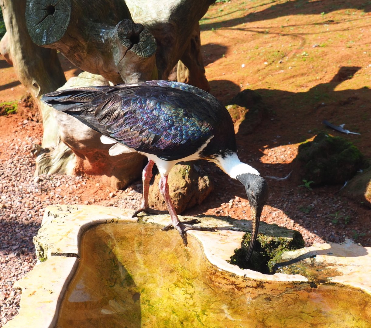 Straw-necked ibis (Threskiornis spinicollis), 2021-09-03