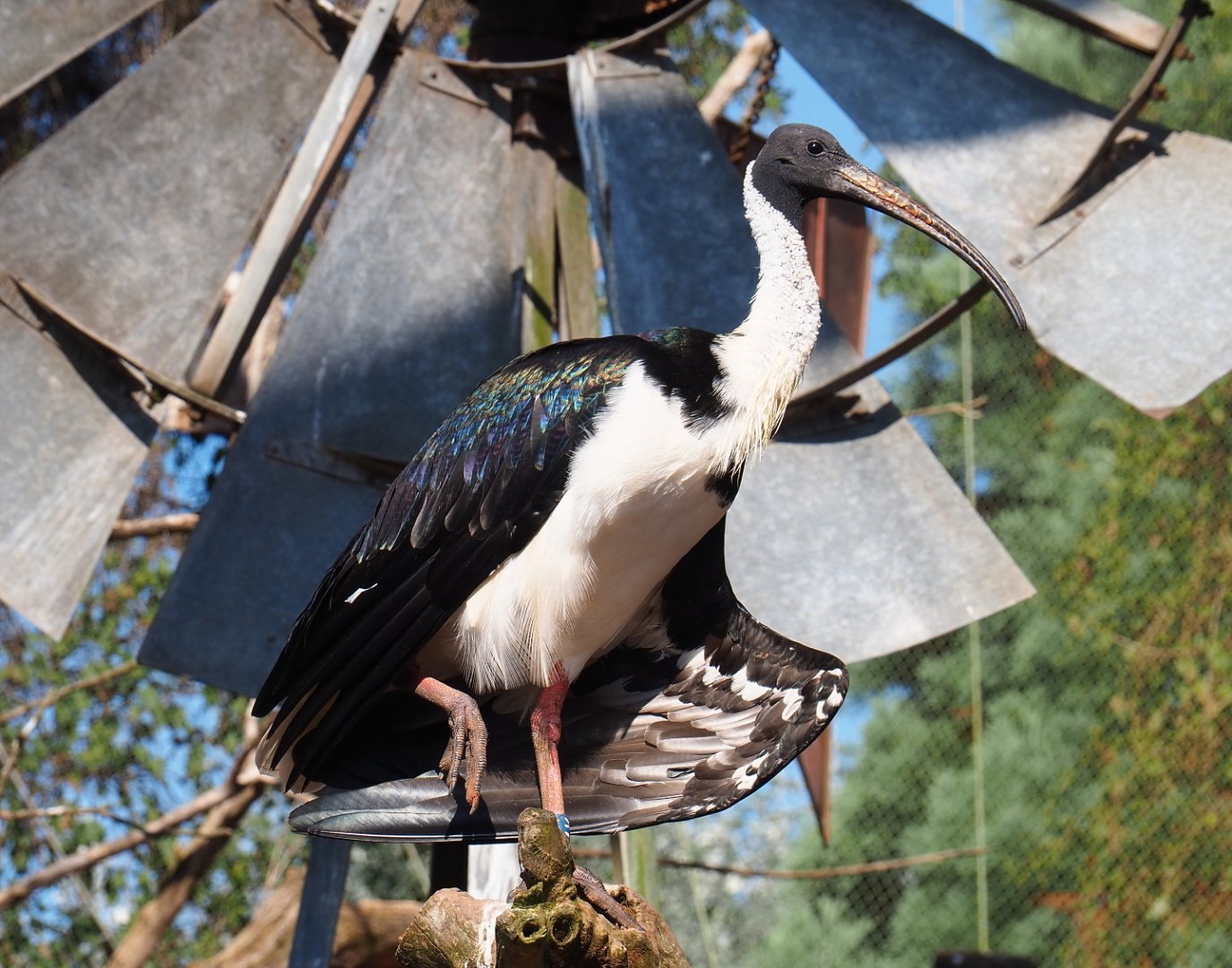 Straw-necked ibis (Threskiornis spinicollis), 2021-09-03