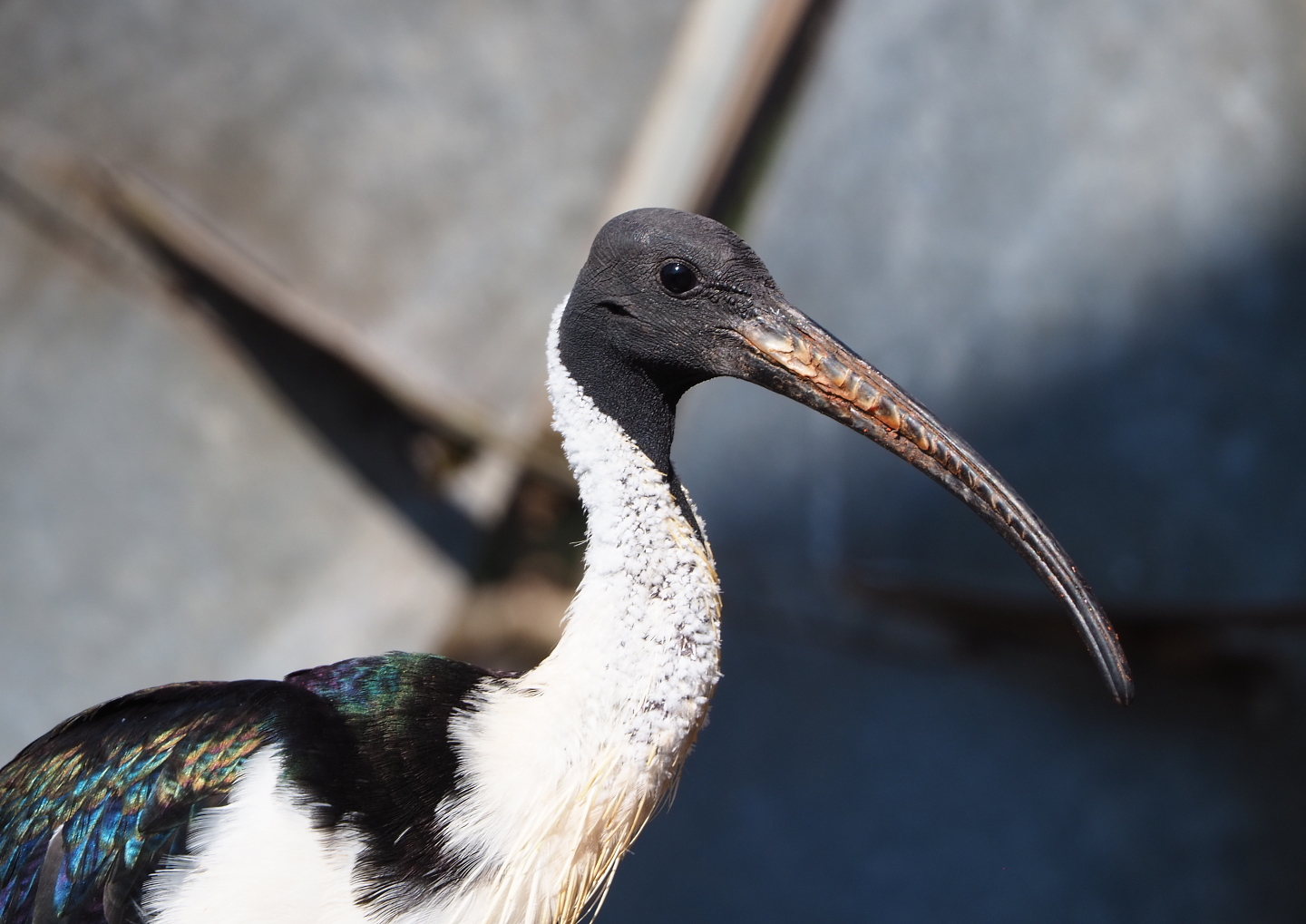 Straw-necked ibis (Threskiornis spinicollis), 2021-09-03