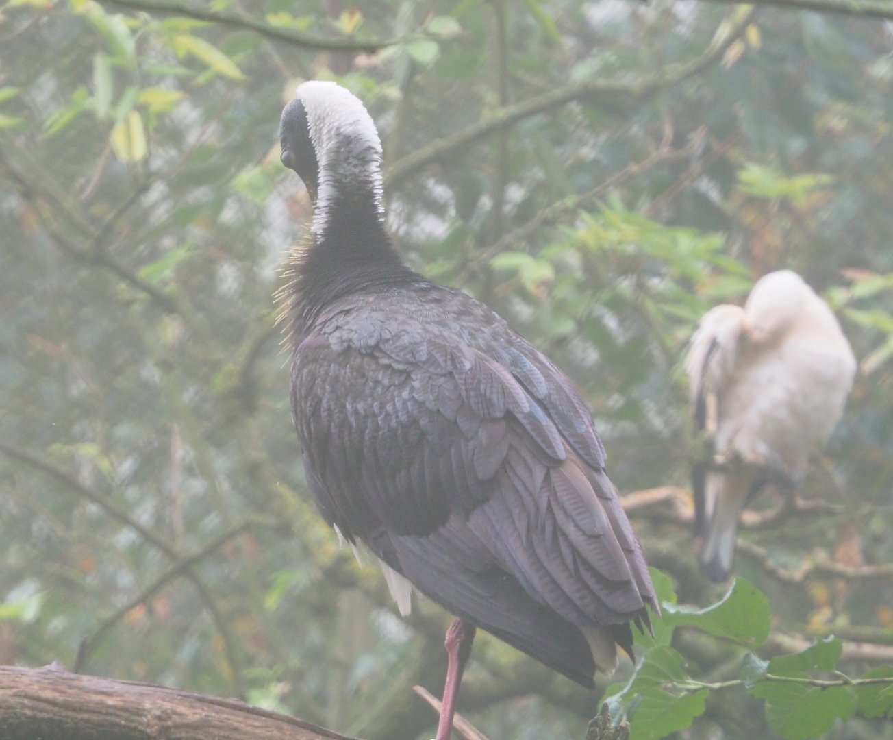 Straw-necked ibis (Threskiornis spinicollis), 2021-10-10