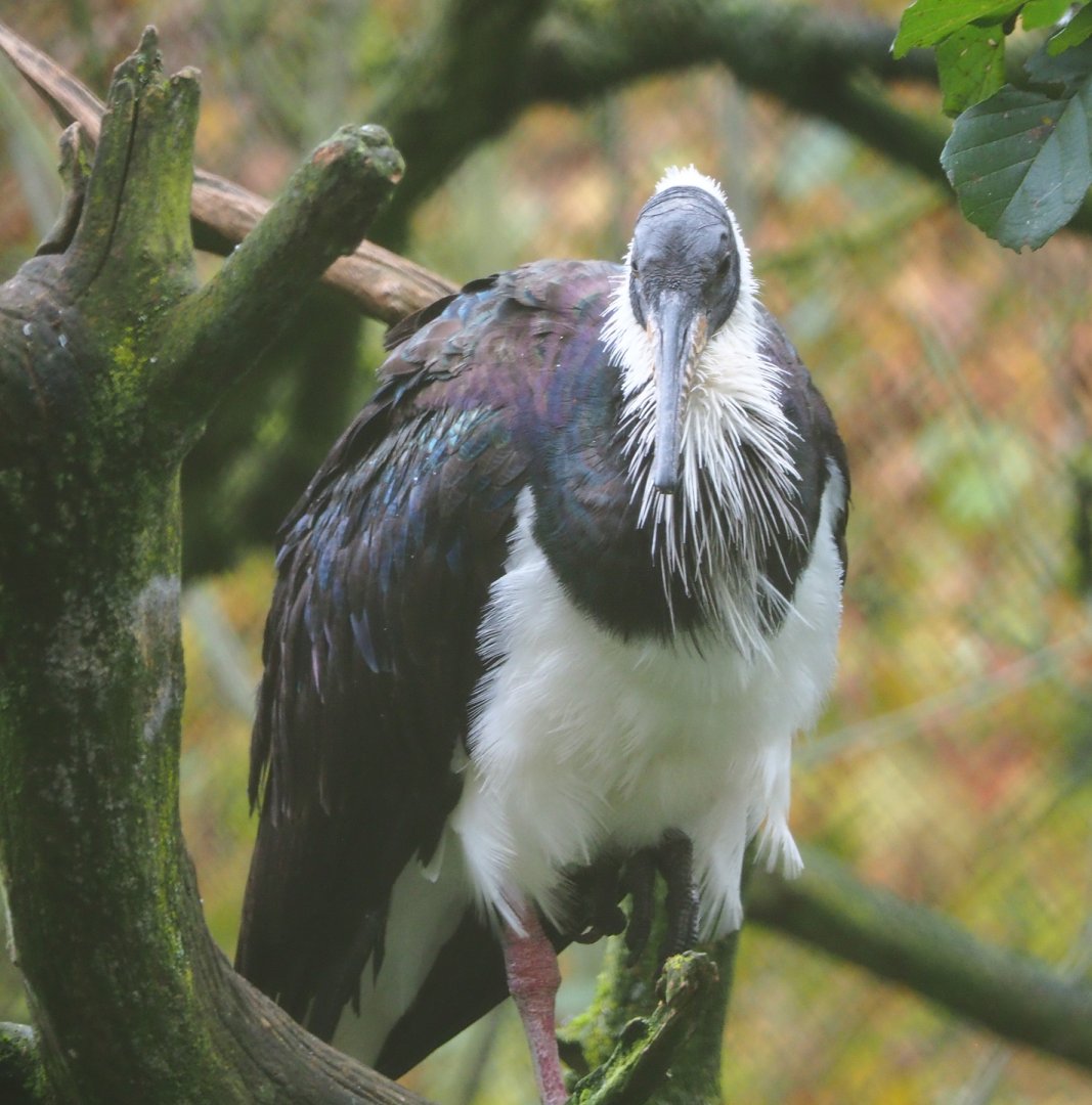 Straw-necked ibis (Threskiornis spinicollis), 2021-11-06