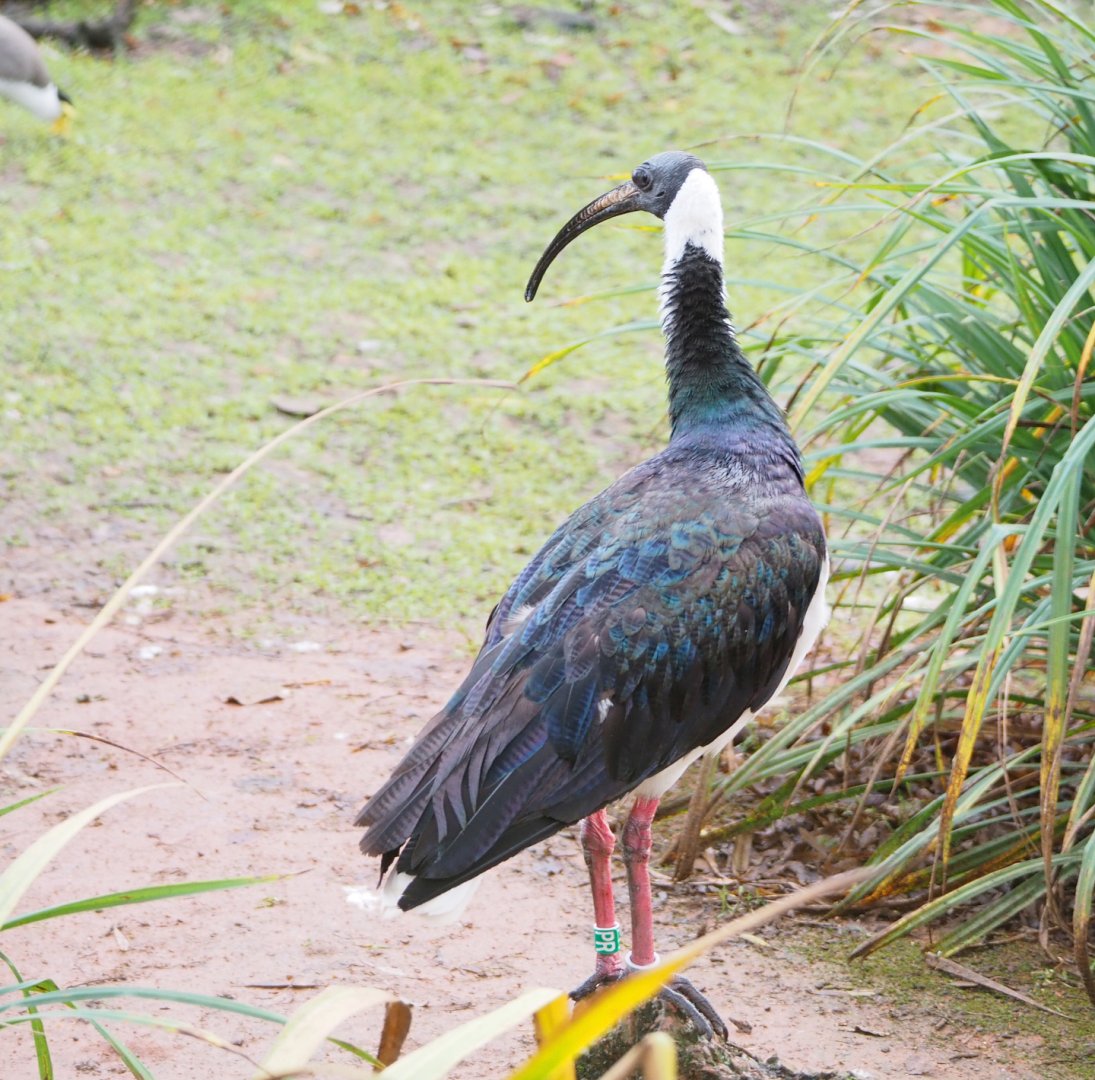 Straw-necked ibis (Threskiornis spinicollis), 2021-12-07