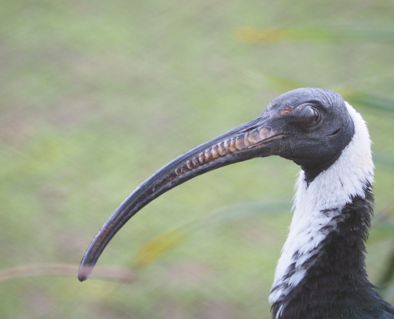 Straw-necked ibis (Threskiornis spinicollis), 2021-12-07