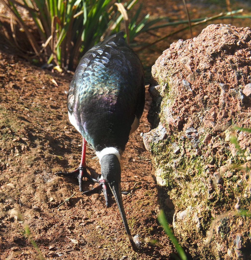 Straw-necked ibis (Threskiornis spinicollis), 2022-05-28