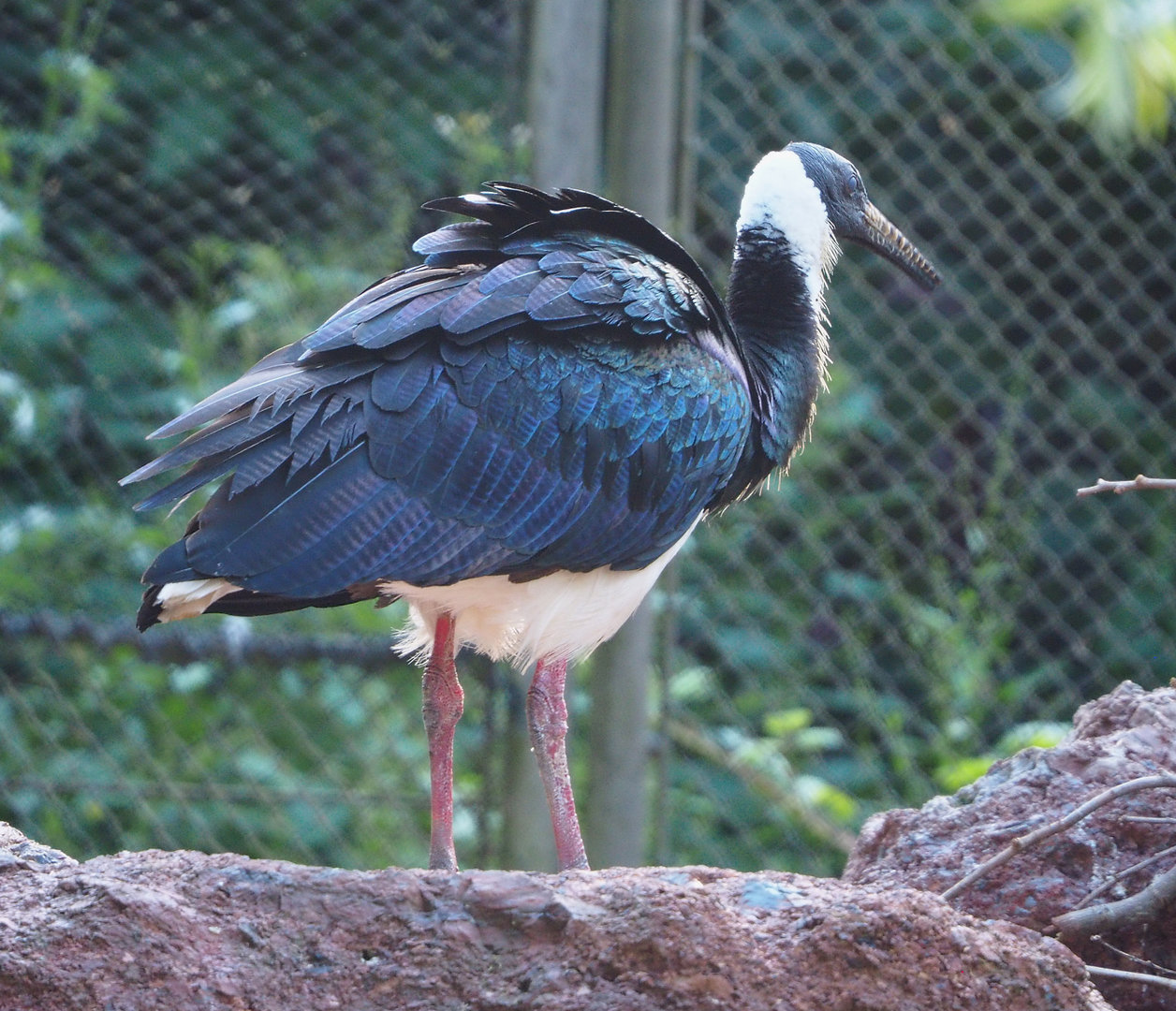 Straw-necked ibis (Threskiornis spinicollis), 2022-05-28