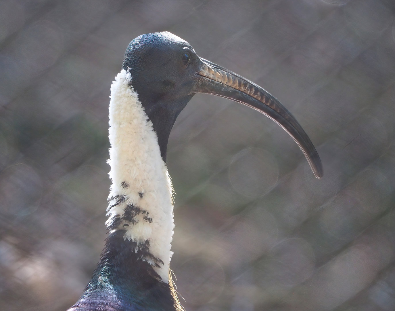 Straw-necked ibis (Threskiornis spinicollis), 2022-06-15