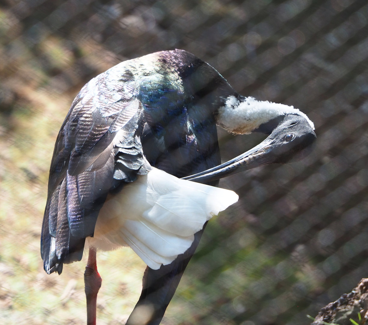 Straw-necked ibis (Threskiornis spinicollis), 2022-06-15