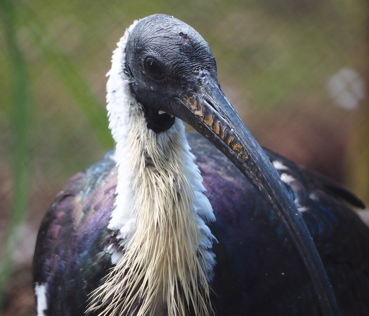 Straw-necked ibis (Threskiornis spinicollis), 2022-07-16