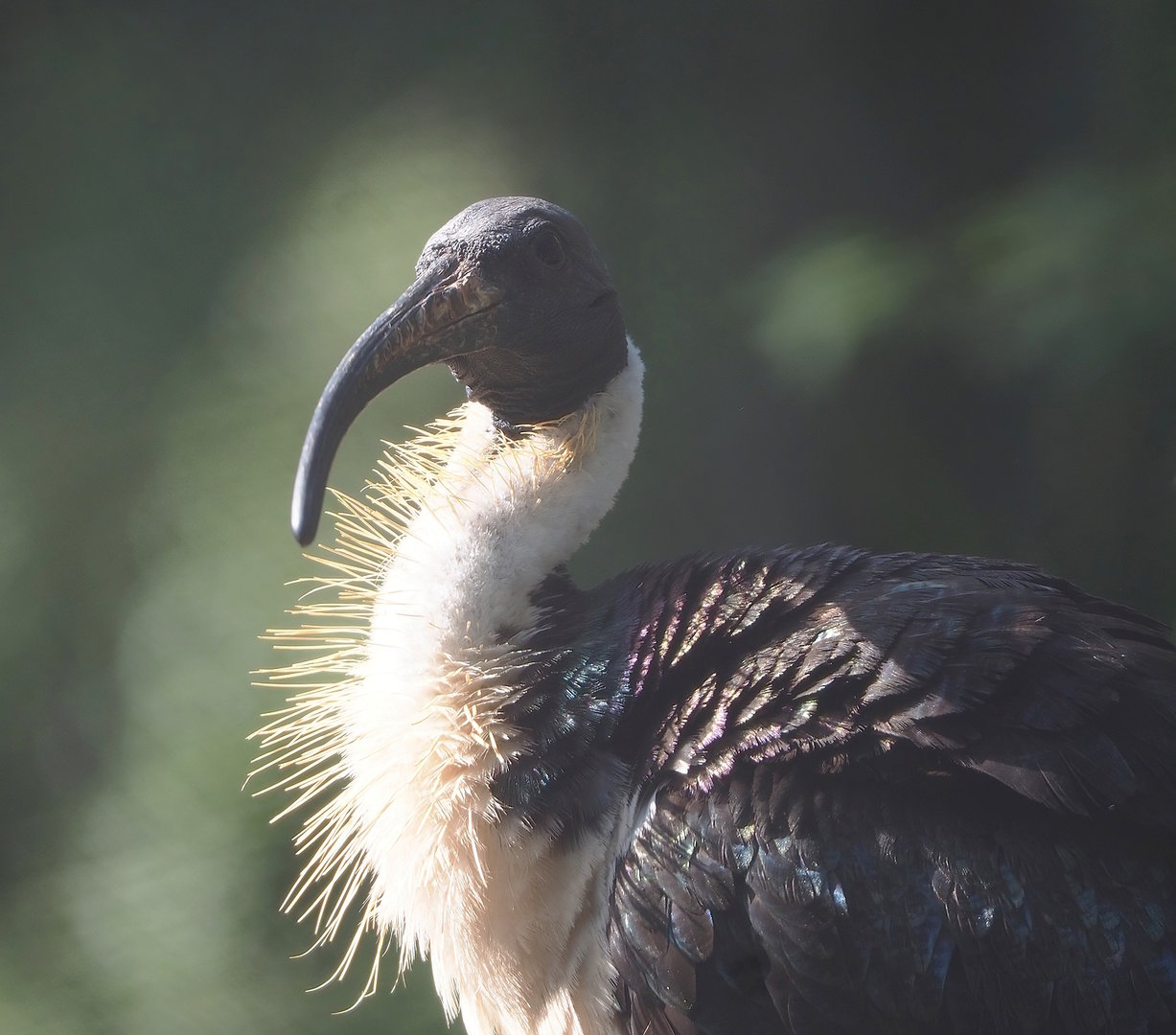 Straw-necked ibis (Threskiornis spinicollis), 2022-09-12