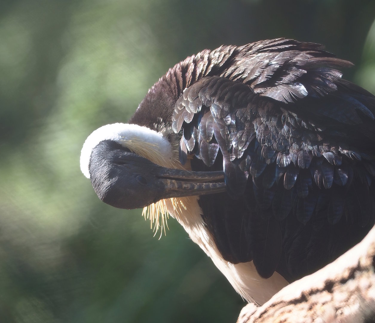 Straw-necked ibis (Threskiornis spinicollis), 2022-09-12