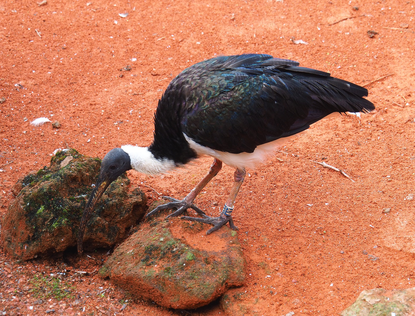 Straw-necked ibis (Threskiornis spinicollis), 2022-09-15
