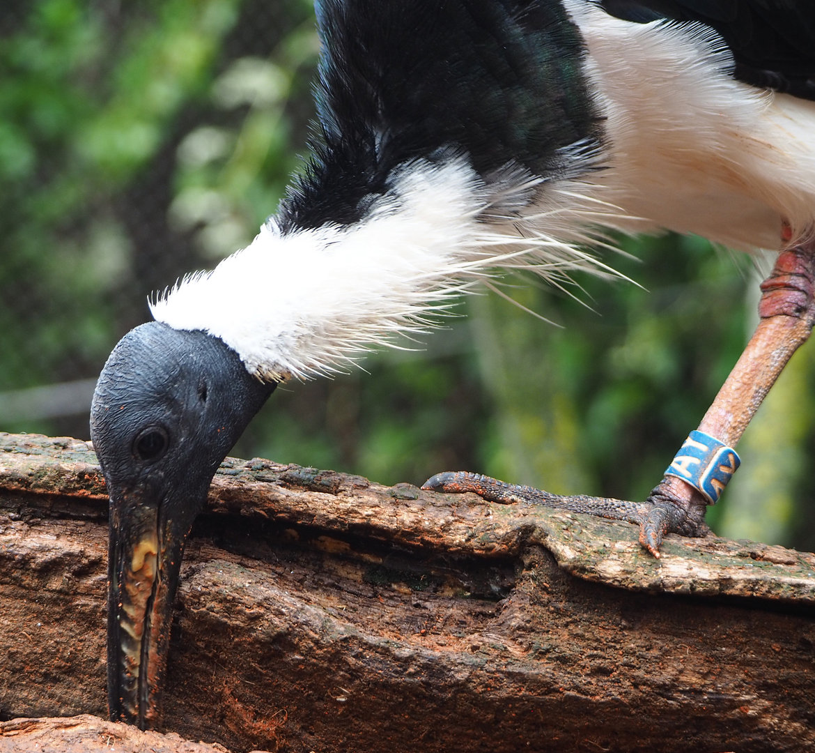 Straw-necked ibis (Threskiornis spinicollis), 2022-09-15