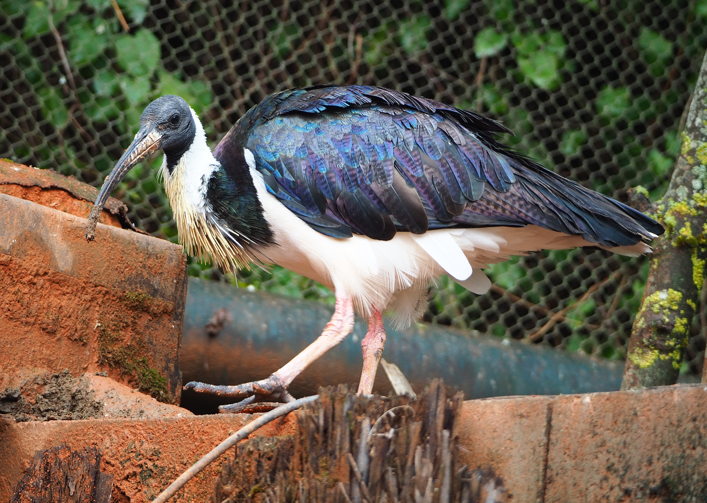 Straw-necked ibis (Threskiornis spinicollis), 2022-09-15