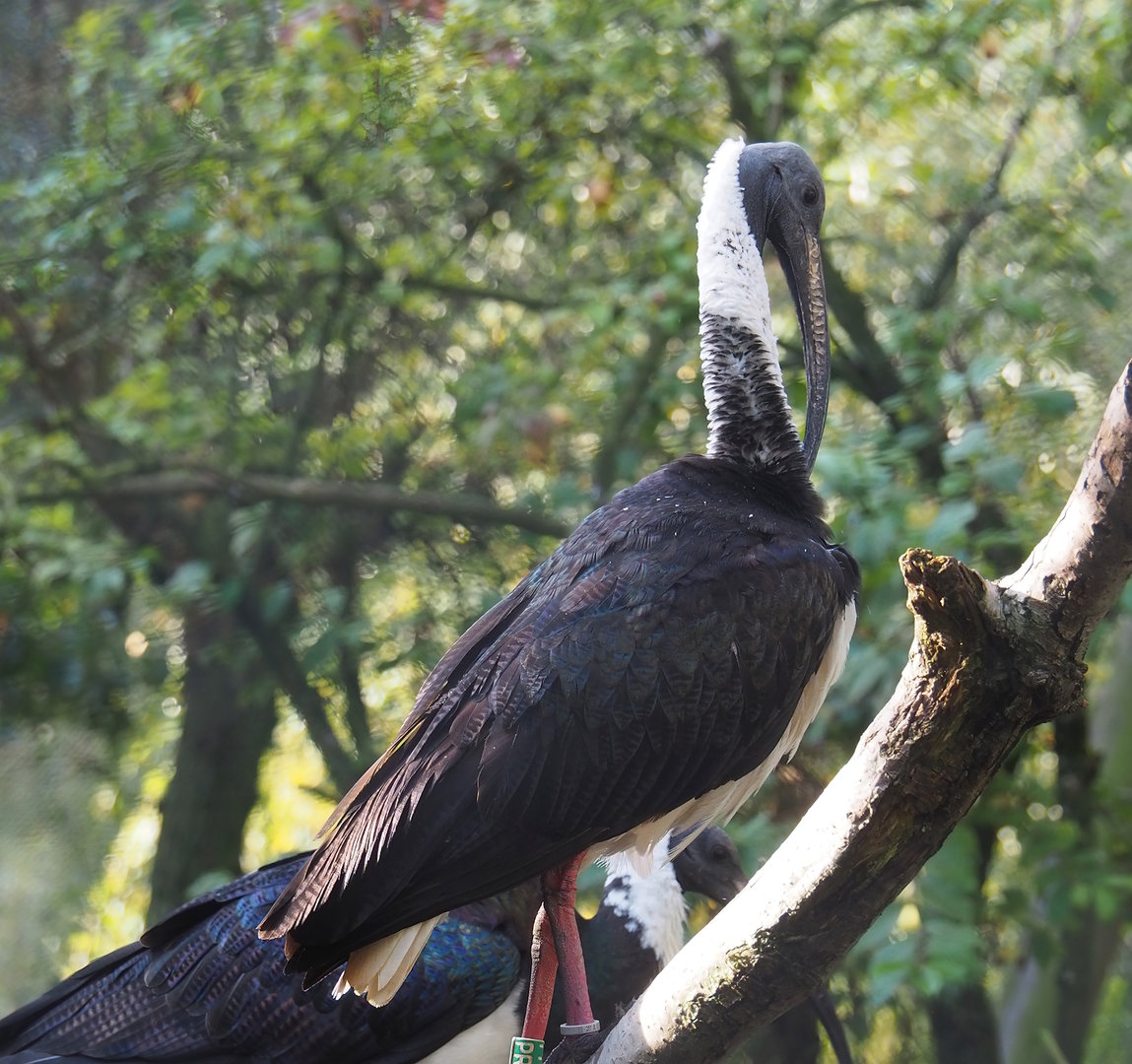 Straw-necked ibis (Threskiornis spinicollis), 2022-10-19