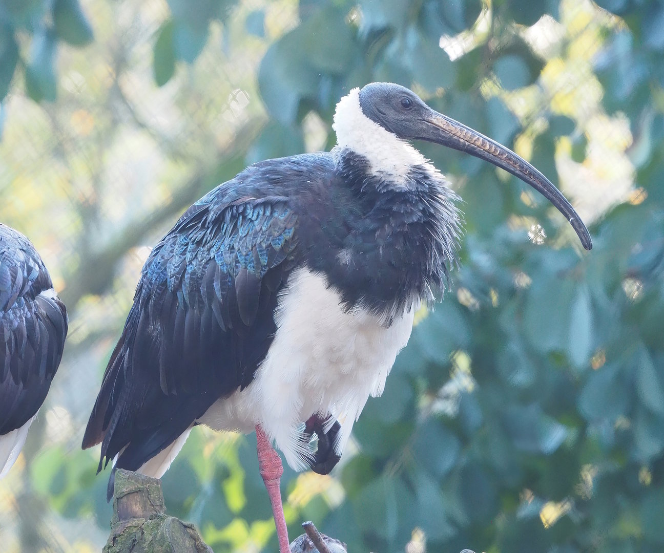 Straw-necked ibis (Threskiornis spinicollis), 2022-11-12