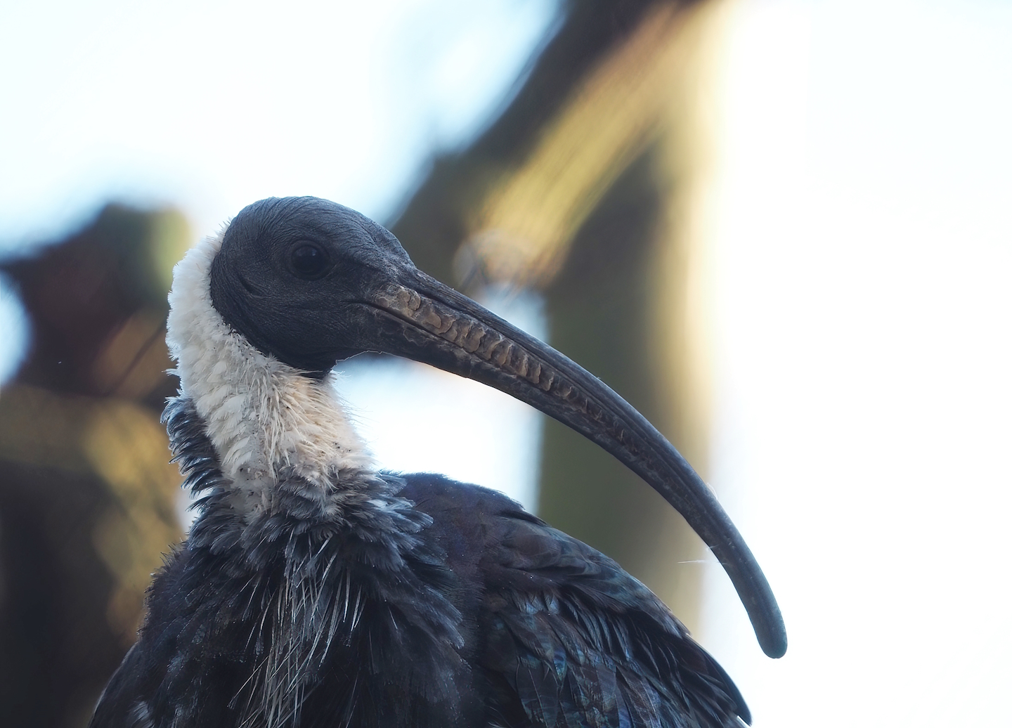 Straw-necked ibis (Threskiornis spinicollis), 2022-11-12