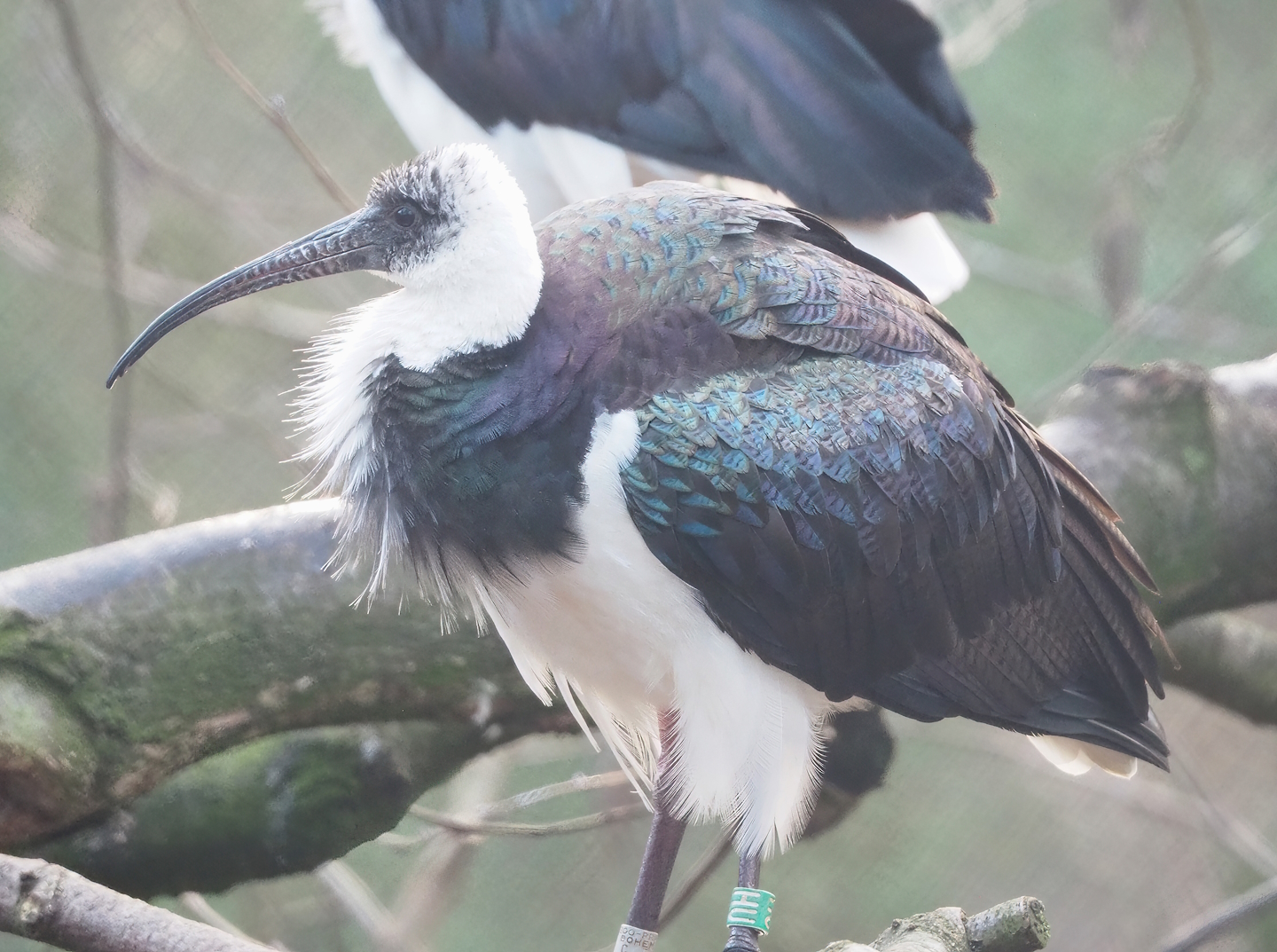 Straw-necked ibis (Threskiornis spinicollis), 2022-12-27