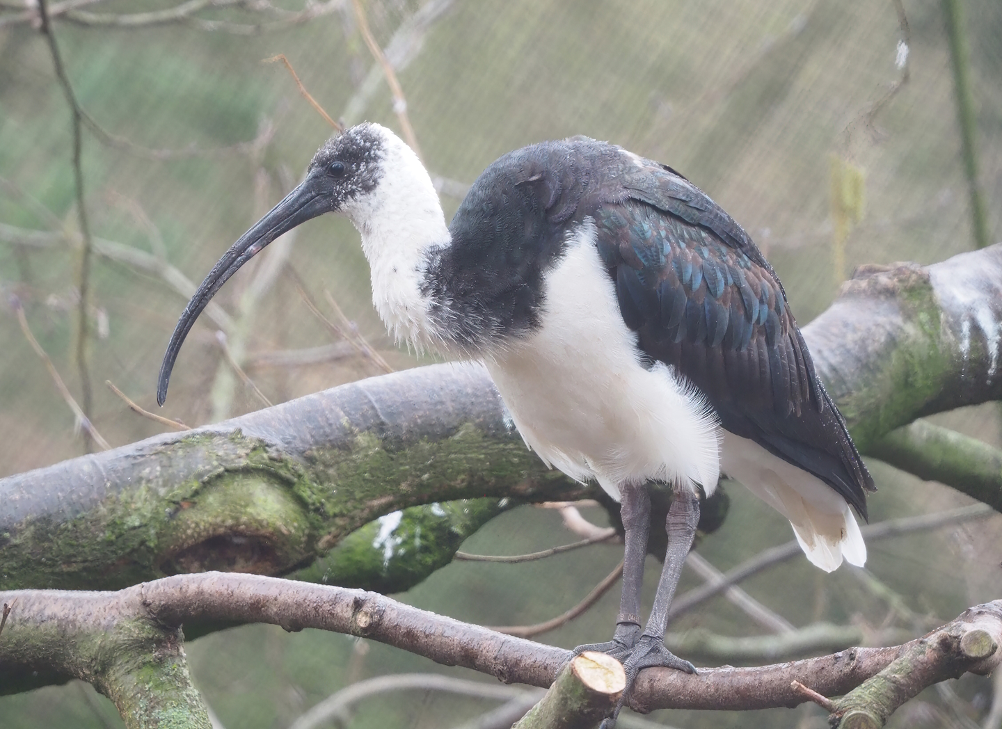 Straw-necked ibis (Threskiornis spinicollis), 2023-02-19