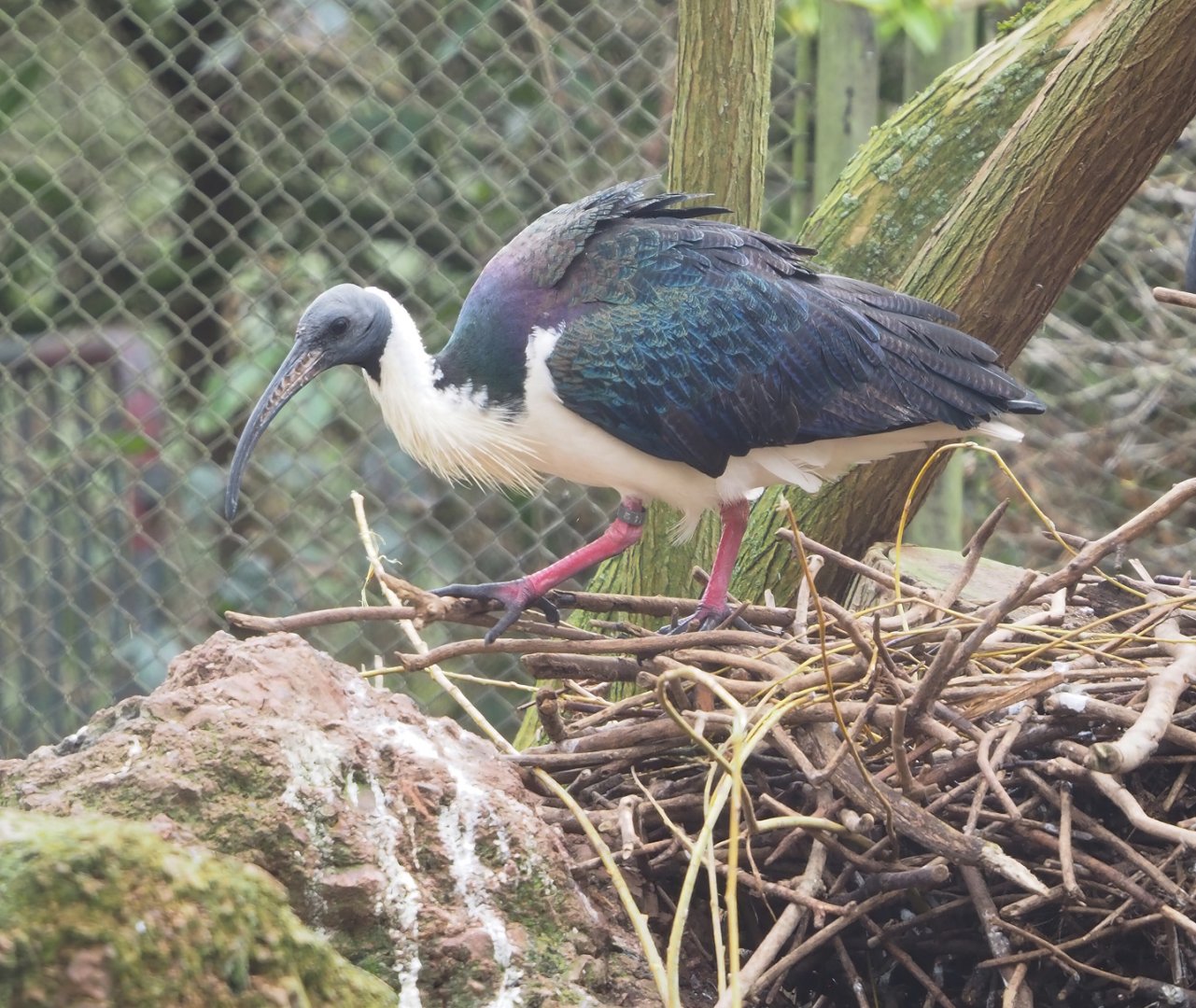 Straw-necked ibis (Threskiornis spinicollis), 2023-03-28