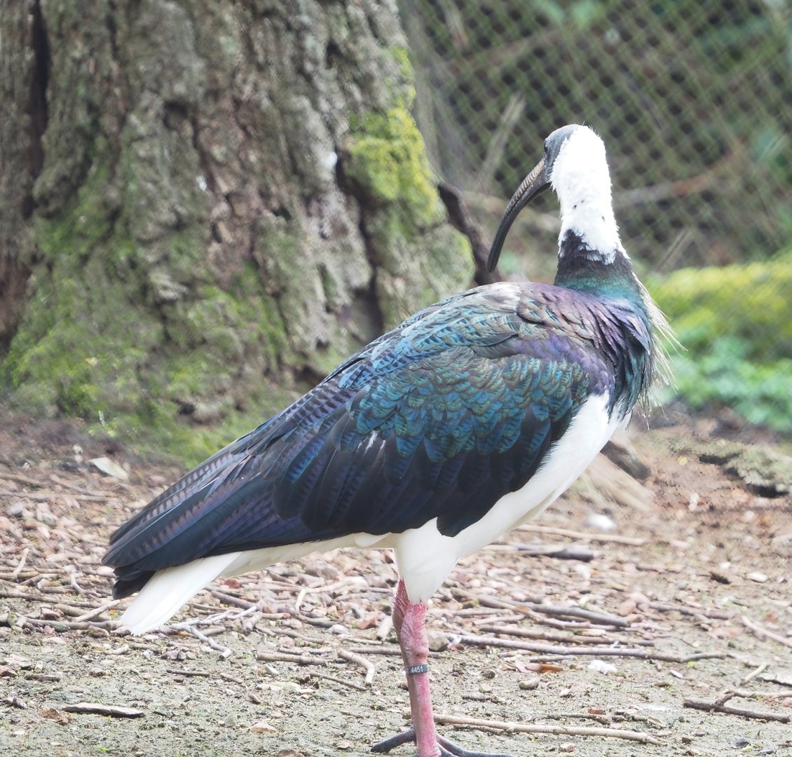 Straw-necked ibis (Threskiornis spinicollis), 2023-03-28