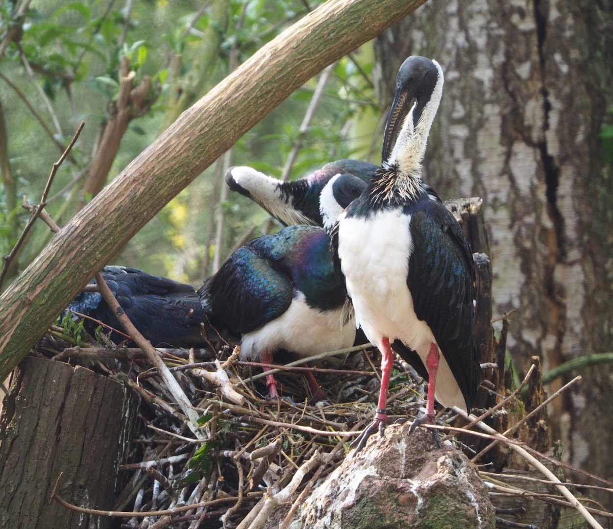 Straw-necked ibis (Threskiornis spinicollis), 2023-04-18