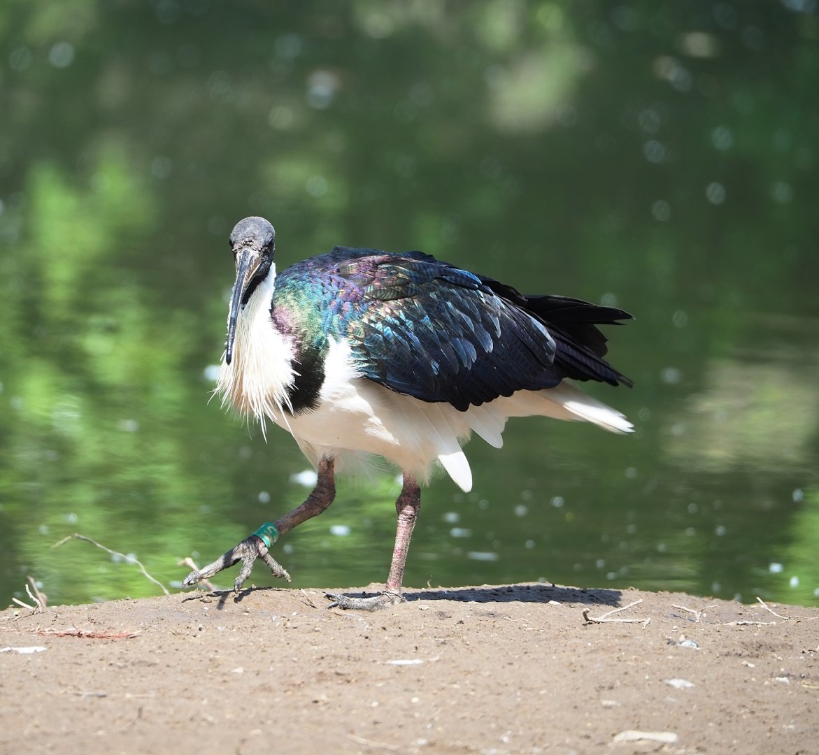 Straw-necked ibis (Threskiornis spinicollis), 2023-04-30
