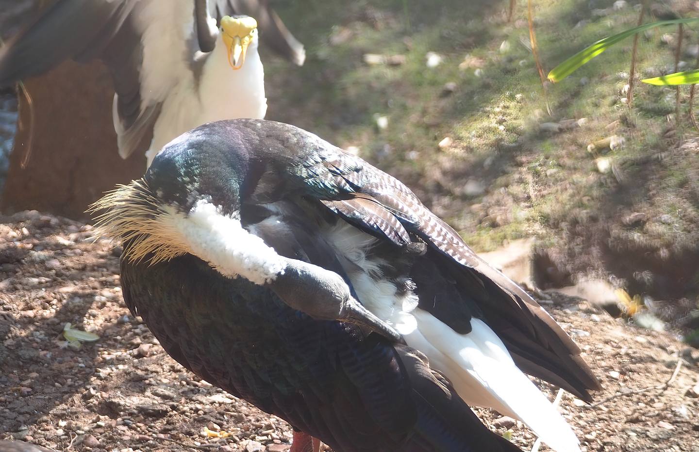 Straw-necked ibis (Threskiornis spinicollis), 2023-07-08