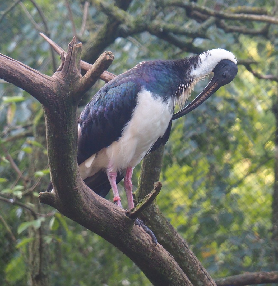 Straw-necked ibis (Threskiornis spinicollis), 2023-09-19